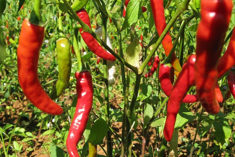 Ilustrasi tanaman cabai. 