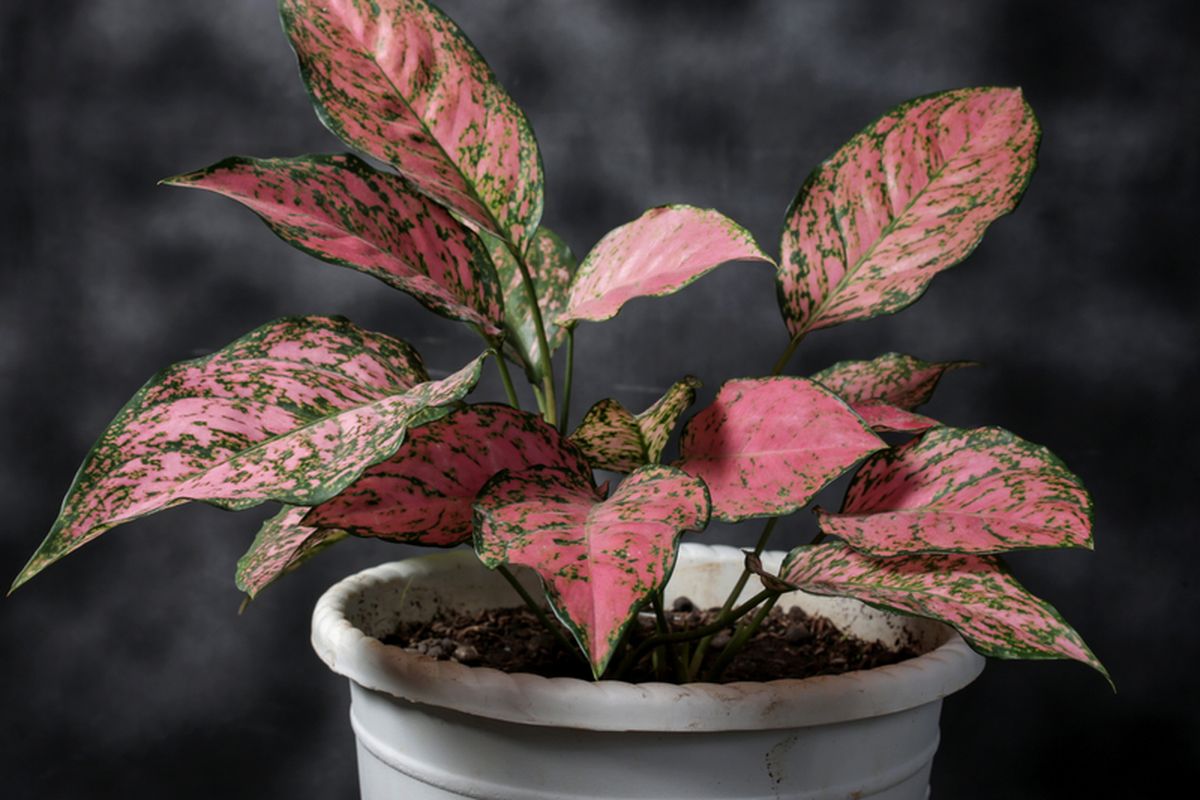 Ilustrasi tanaman hias Aglonema Pink Splash.