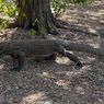 Imbas Kenaikan Tiket Kawasan TN Komodo, HPI NTT Sebut 10.000 Wisatawan Batal Kunjungi Labuan Bajo