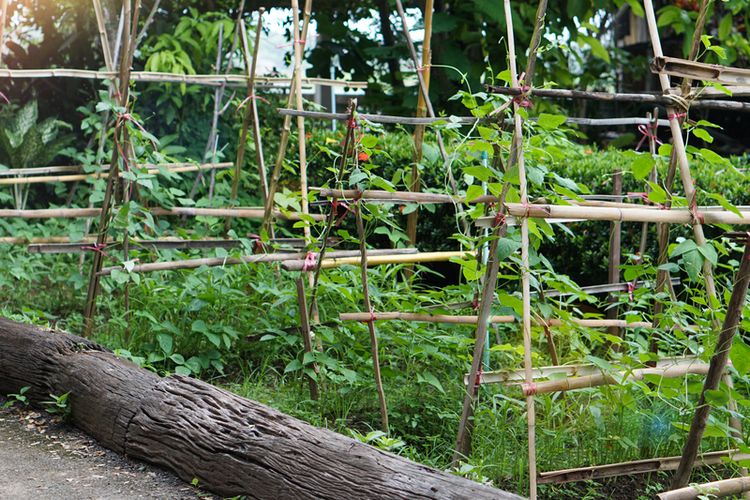 Cara Membuat Pestisida Nabati untuk Basmi Kutu Daun Tanaman Sayuran