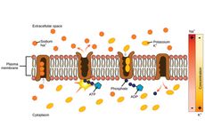 Apa yang Dimaksud Pompa Natrium Kalium?