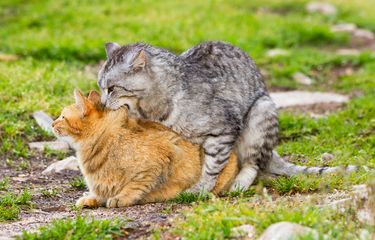 Cara Mengusir Kucing Jantan yang Ingin Kawin dari Kucing Betina ...