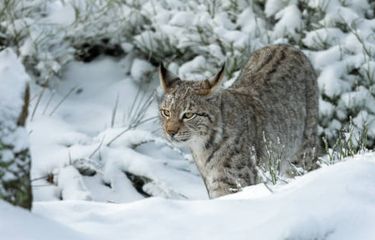 jenis kucing liar Lynx.