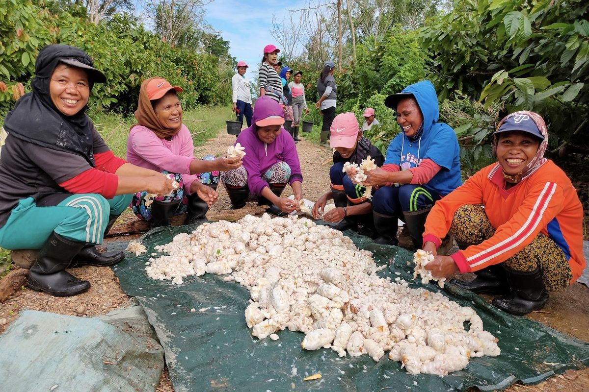 Para petani perempuan sedang memanen Kakao. 