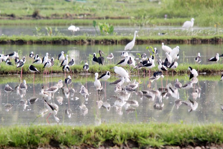 Sejumlah burung air seperti kuntul kecil (Egretta garzetta), ibis rokoroko (Plegadis falcinellus), gagang bayam timur (Himantopus leucocephalus), trinil kaki hijau (Tringa nebularia) bergerombol di pinggiran sawah di Gorontalo.