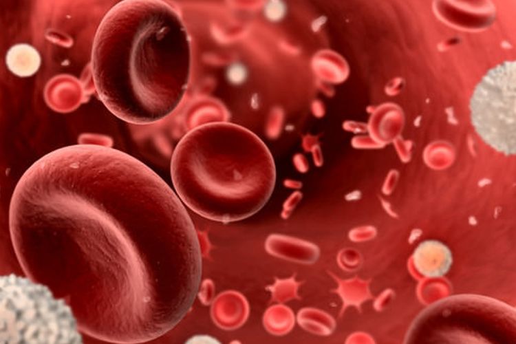 Sel-sel darah yang mengalir ke seluruh tubuh