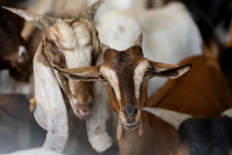Harga Kambing dan Domba Kurban Idul Adha 2025