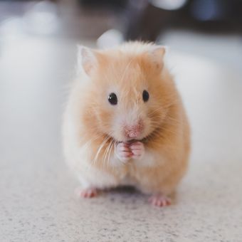 Makanan hamster yang paling baik idealnya menyediakan kebutuhan vitamin dan mineral harian yang seimbang, ditambah nutrisi penting lainnya.
