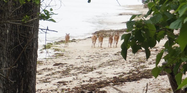 Sekumpulan rusa di Pantai Plengkung TN Alaspurwo Banyuwangi
