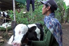 Anak Sapi di Jombang Lahir dengan 3 Mata dan 4 Lubang Hidung