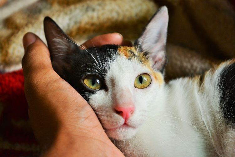 12 Cara Meningkatkan Nafsu Makan Kucing Bikin Sehat Dan Lincah Hot Liputan6 Com