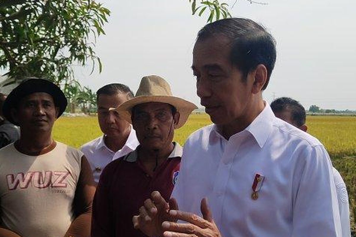 Presiden Joko Widodo (Jokowi) saat melakukan panen raya di Desa Karanglayung, Kecamatan Sukra, Kabupaten Indramayu, Jumat (13/10/2023). 