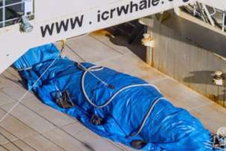 Kelompok ‘Sea Shepherd’ mengatakan, kru kapal Nisshin Maru berusaha untuk menyembunyikan paus yang mati ketika helikopter mendekat.


