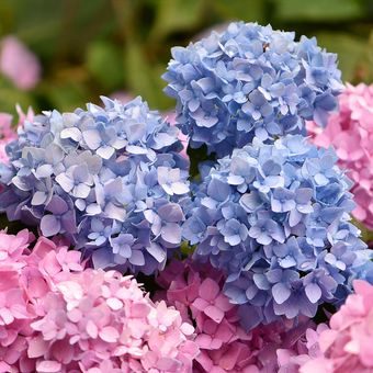 Ilustrasi bunga hydrangea.