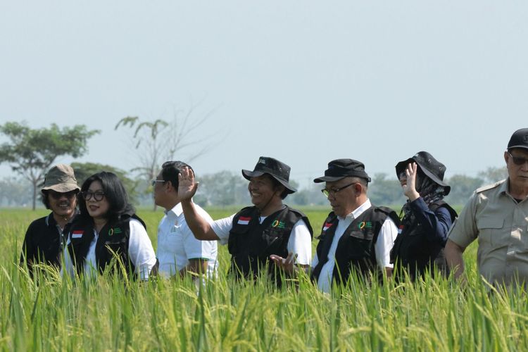 Bulog sudah mempersiapkan beberapa strategi penyerapan gabah dan beras jelang masa panen raya.