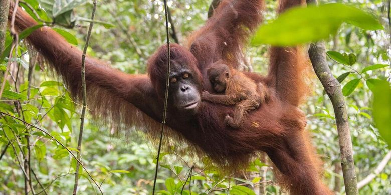 Sinar, bersama induknya, Susi bergelantungan di Taman Nasional Gunung Palung, Kalimantan Barat.