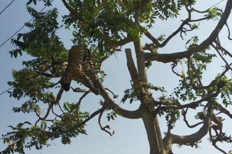 Bangkai macan tutul ditemukan warga tergantung di kabel listrik bertegangan tinggi di desa Mandawar, Gurugram, Kamis (20/6/2019).