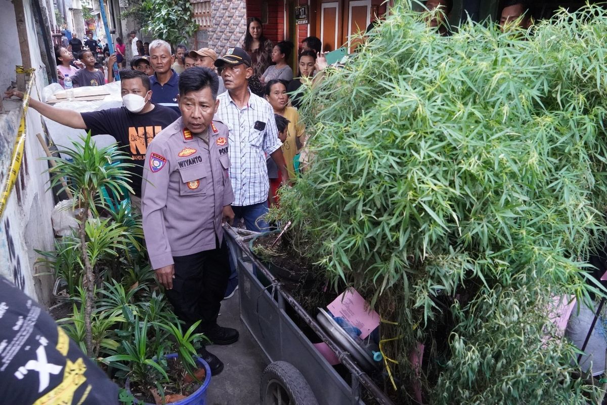 Aci Tak Tahu Adiknya Tanam Ganja di Atap Rumah, Dikira Tanaman Pandan 