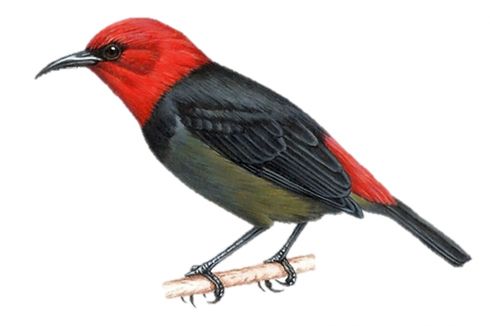 Kenapa Burung Jenis Baru Asal NTT Diberi Nama 