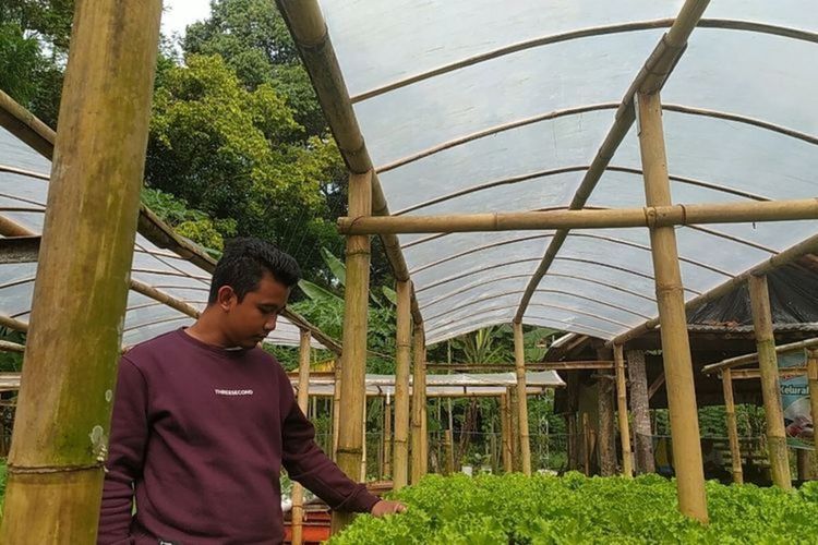 Petani hidroponik yang berada di Kelurahan Purwoyoso, Kecamatan Mijen, Kota Semarang
