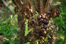 Cara Merawat Salak Pondoh Agar Menghasilkan Buah Berkualitas