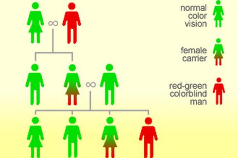 Soal Pola Pewarisan Sifat: Jumlah Kemungkinan Keturunan Buta Warna