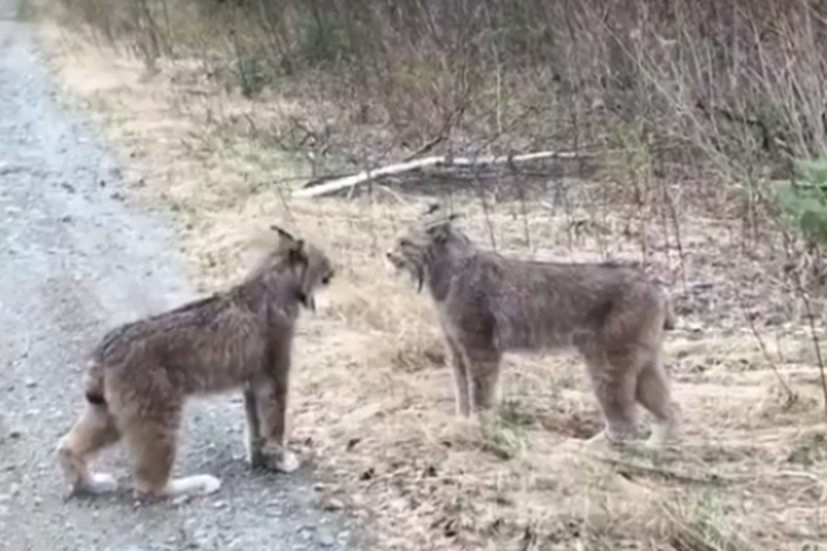 Dua lynx di Kanada tampak saling berteriak. Ahli menduga hal ini dipicu masalah perkawinan
