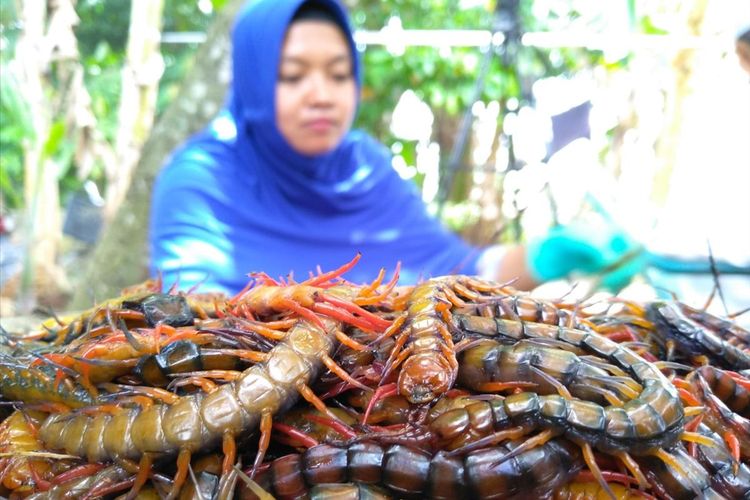 Tumpukan lipan yang siap untuk 'disate'. Lipan ini dalam keadaan hidup dijadikan sebagai pakan ikan arwana sedangkan dalam keadaan mati kering dikirim ke Surabaya dan ekspor ke Vietnam.