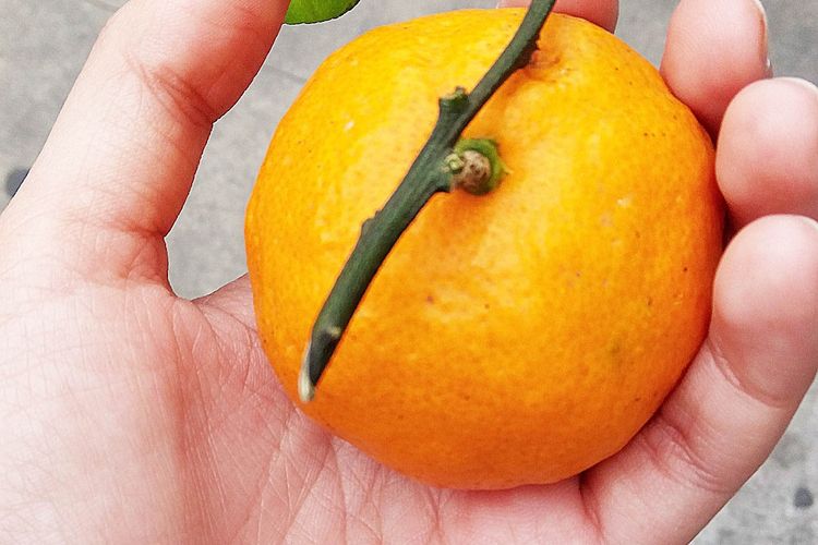 Ilustrasi jeruk ponkan