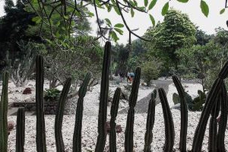 Taman Meksiko di Kebun Raya Bogor, Jawa Barat, Jumat (5/9/2014).