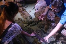 Lima Aktivitas Seru di Jakarta Aquarium!