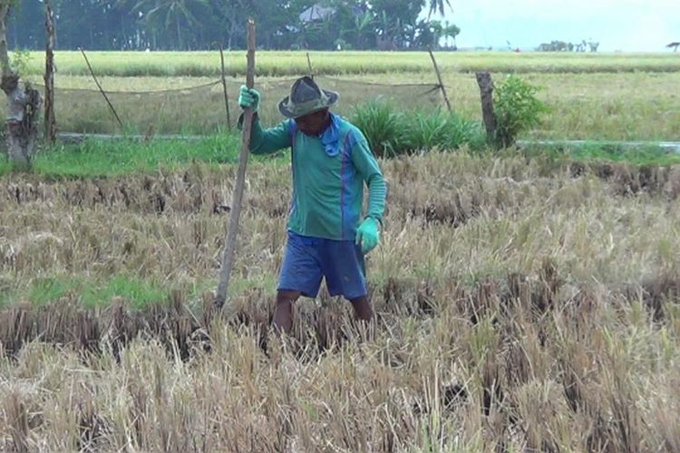 Siasati Kamarau Panjang, Petani Padi Beralih Tanam Palawija Tahan Kemarau