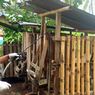 Cegah ASF, Pemkab Flores Timur Kerahkan Tenaga Kesehatan Hewan ke 19 Kecamatan