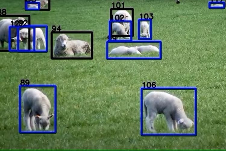Kamera mengidentifikasi setiap domba berdasarkan data yang telah mereka tangkap.