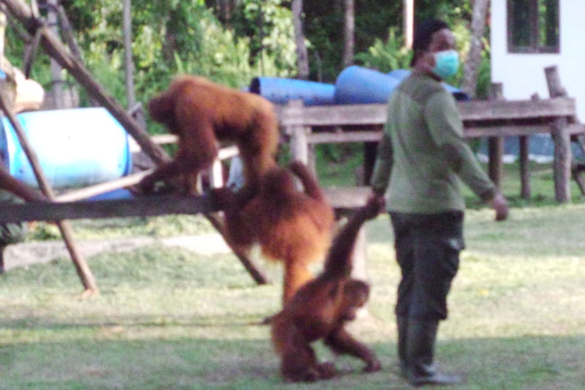 Suasana sekolah orangutan di pusat rehabilitasi Nyaru Menteng, Kalimantan Tengah. Foto diambil pada Senin (1/5/2017).