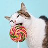 Bolehkah Kucing Makan Permen?