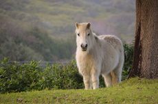 5 Perbedaan Kuda Poni dan Kuda Biasa yang Sering Dikira Sama
