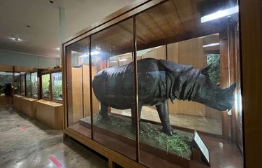 Kisah Sedih Badak Bercula Satu di Museum Zoologi Bogor, Ditinggal ...