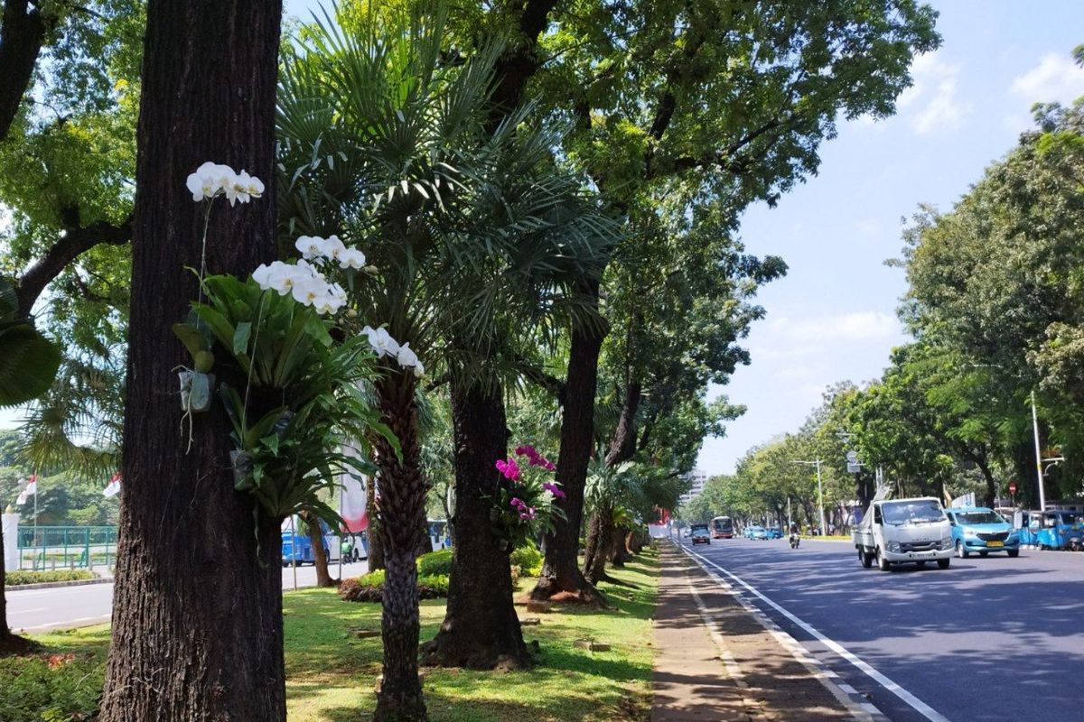 Anggrek Bulan putih dan ungu digantung di pepohonan kawasan Jalan Medan Merdeka Barat, Gambir, Jakarta Pusat, Selasa (1/8/2023). (KOMPAS.com/XENA OLIVIA)