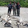 Tulang Belulang Besar Ditemukan di Pesisir Seluma Bengkulu, Diduga Paus