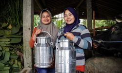 Pemberdayaan Peternak Sapi Perah Lokal Penting untuk Ketahanan Pangan