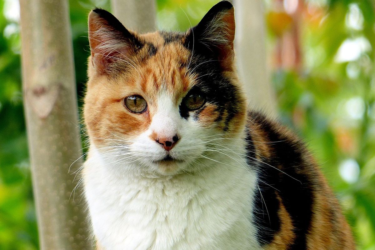 Fakta Genetika dan Kepercayaan Budaya di Balik Bulu Menawan Kucing Calico