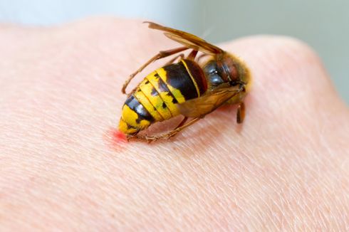 6 Tips Agar Terhindar dari Sengatan Lebah