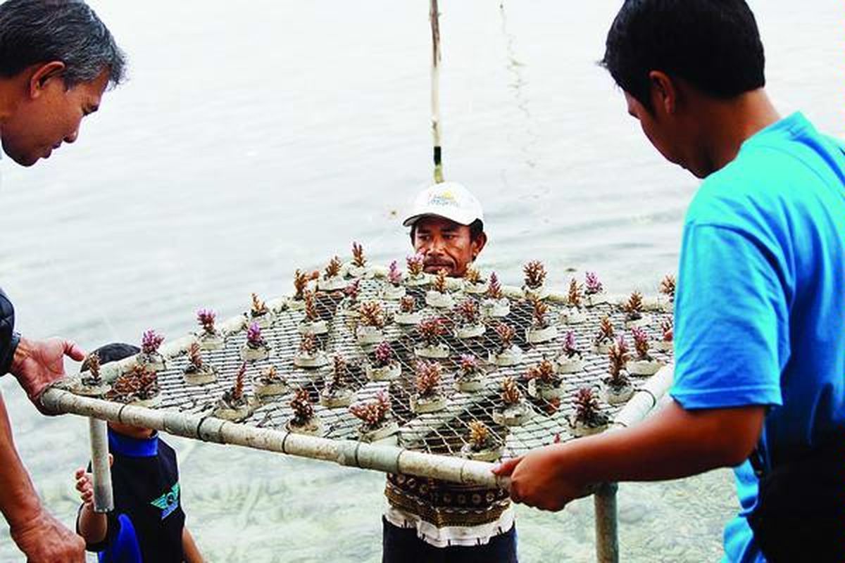 Masyarakat Kepulauan Seribu di Jakarta mengandalkan sektor pariwisata. Ekonomi warga  juga tergantung dari perbaikan kondisi laut dan ekosistemnya, salah satunya pulihnya terumbu karang untuk diekspor atau ditanam di perairan setempat sebagai daya tarik wisata. Tampak upaya penangkaran karang dengan meletakkan karang transplantasi, Senin (8/10), di Pulau Pramuka, Kepulauan Seribu.