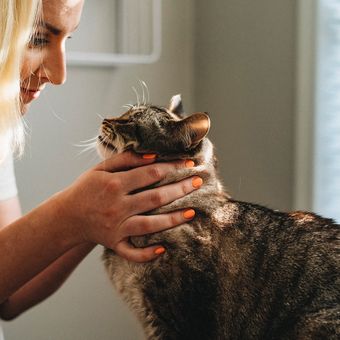 Alasan lain kenapa kucing tidak suka makanan kering yang biasa dimakannya adalah karena adanya indikasi masalah kesehatan.
