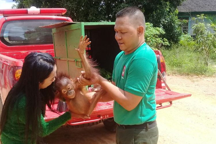 Yuliana dari Desa Tumbang Sangai di Kotawaringin Timur serahkan orangutan peliharaannya pada BKSDA Sampit.