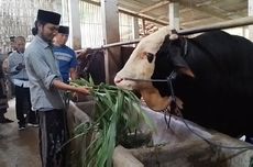 Presiden Prabowo Beli Sapi Kurban Asal Pamekasan Seharga Rp 100 Juta
