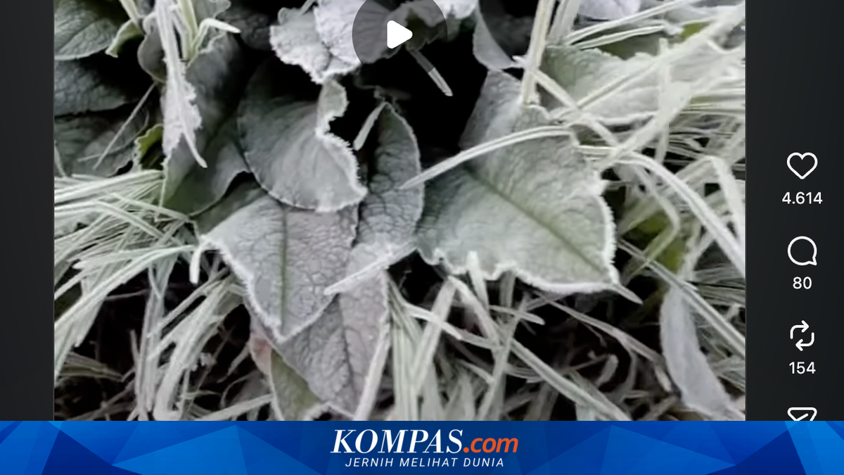 Dieng Kembali Membeku, BMKG Jelaskan Penyebab Suhu Turun hingga Minus