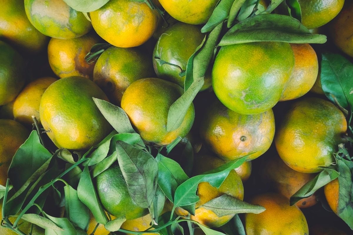 Ilustrasi buah jeruk keprok.