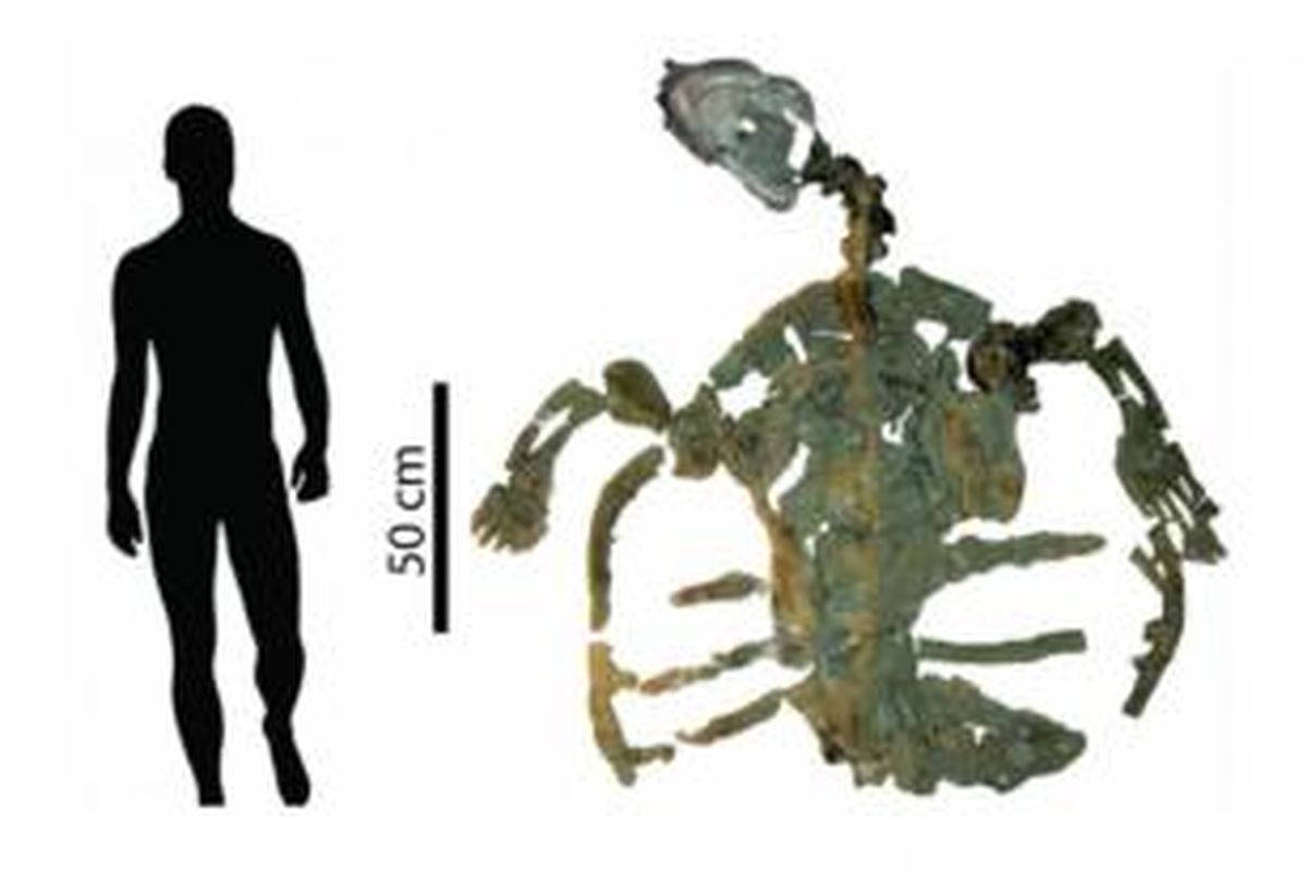 Fosil penyu tertua berusia 120 juta tahun.